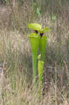 Yellow pitcherplant